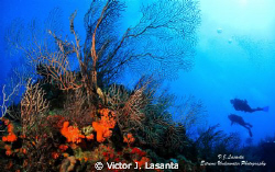 View From The Blue To The Wall at Black Wall in Parguera ... by Victor J. Lasanta 